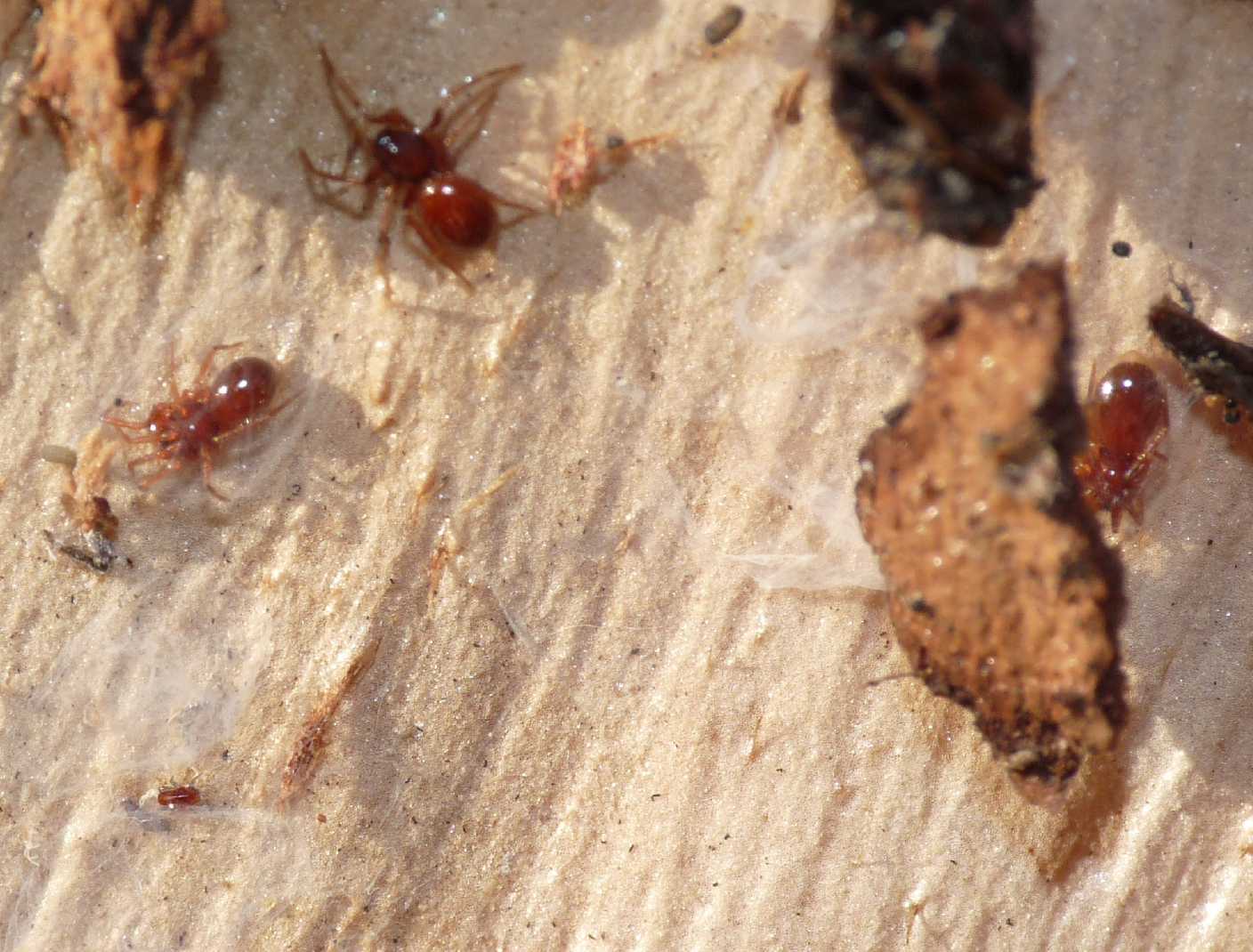 Ragnetti rossi; Silhouettella loricatula (Oonopidae)